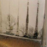 New York Mold Remediation